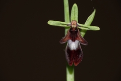 Ophrys insectifera