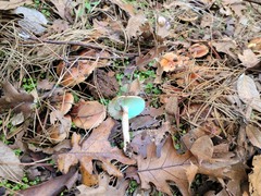 Pholiota brunnescens