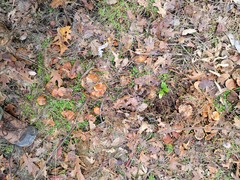 Pholiota brunnescens