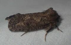 Acrolophus arcanella