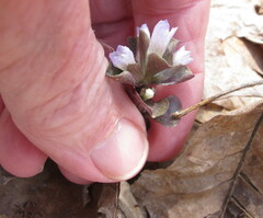 Obolaria virginica