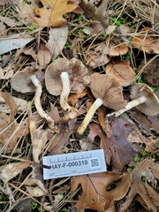 Pholiota brunnescens