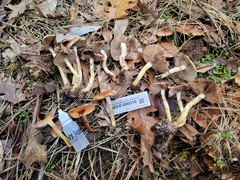 Pholiota brunnescens