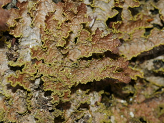 Pseudocyphellaria neglecta