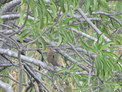 Morococcyx erythropygus