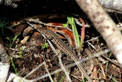 Psammodromus edwarsianus