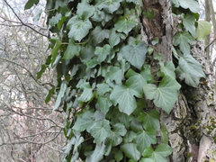 Hedera crebrescens