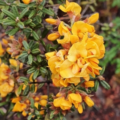 Oxylobium ellipticum