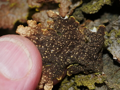 Pseudocyphellaria neglecta