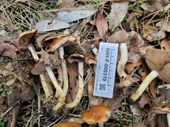 Pholiota brunnescens