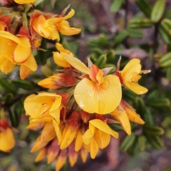 Oxylobium ellipticum