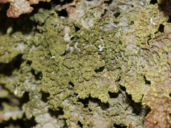Pseudocyphellaria neglecta