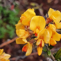 Oxylobium ellipticum