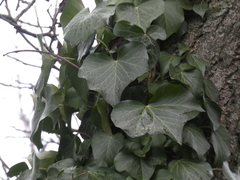 Hedera crebrescens