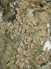 Pseudocyphellaria neglecta