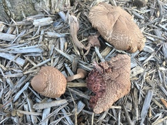 Leucoagaricus americanus