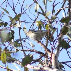 Setophaga coronata