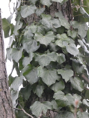 Hedera crebrescens