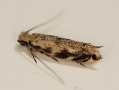 Erechthias zebrina