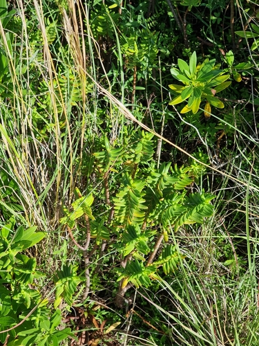 Crassula tetragona image