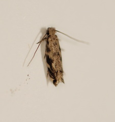 Erechthias zebrina