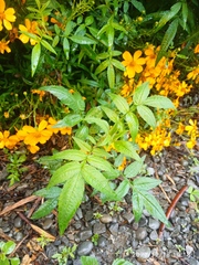 Tagetes lemmonii