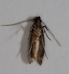 Erechthias zebrina