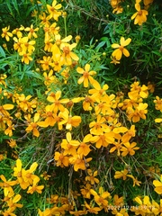 Tagetes lemmonii