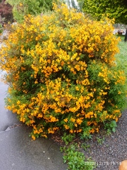 Tagetes lemmonii