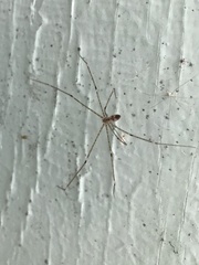 Crossopriza
