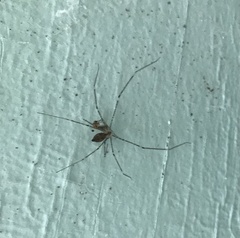 Crossopriza