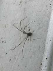 Crossopriza