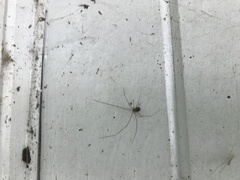 Crossopriza