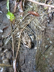 Lithobates magnaocularis