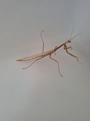 Tenodera australasiae