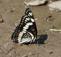 Limenitis weidemeyerii