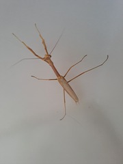 Tenodera australasiae