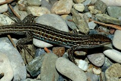 Psammodromus edwarsianus