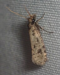 Amydria effrenatella