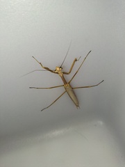 Tenodera australasiae