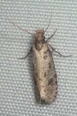 Amydria effrenatella