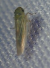 Cicadula