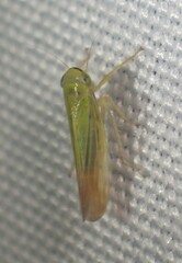 Cicadula