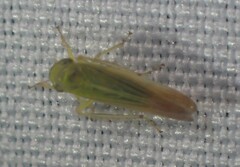 Cicadula