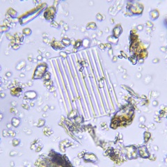 Fragilaria