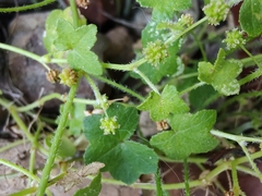 Hydrocotyle acutiloba