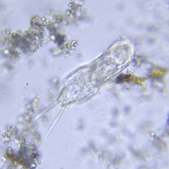 Rotifera