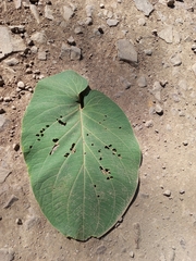 Piper auritum