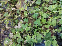 Hydrocotyle acutiloba