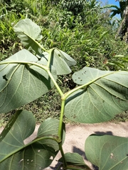 Piper auritum
